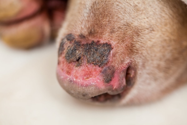 Dog with a red peeling nose from radiation due to a nasal tumor in dogs