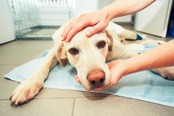 Dog with a nasal tumor being examined by a vet