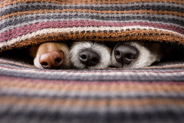 Three healthy dog noses sticking out from under a blanket