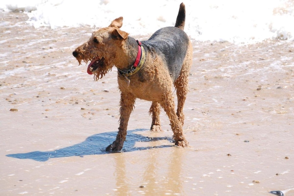 Airedale Terrier playing on the beach after receiving natural pain relief.
