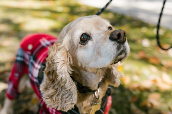 Senior Cocker Spaniel who receives natural pain relief for arthritis.