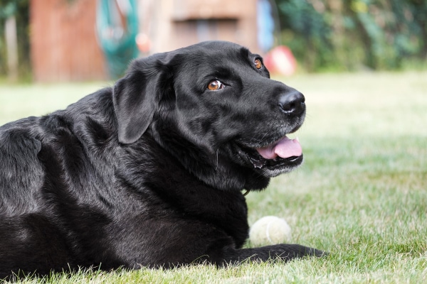 Overweight black lab laying in the grass.