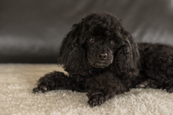 Small black poodle, laying on the carpet waiting for natural pain relief from his owner.