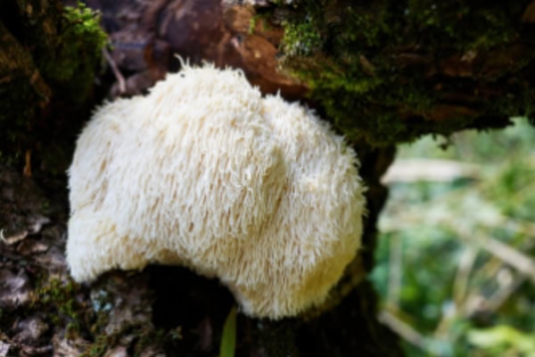 Lion's Mane mushroom