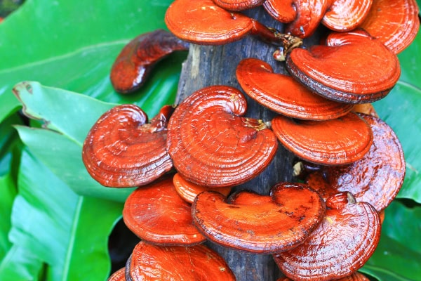 Red Reishi mushroom