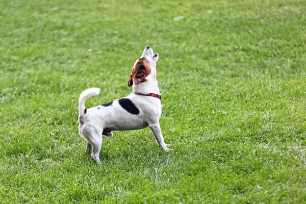 Dog barking out in a field