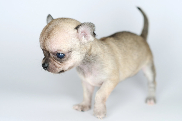 A Chihuahua puppy with hydrocephalus can cause neurological issues