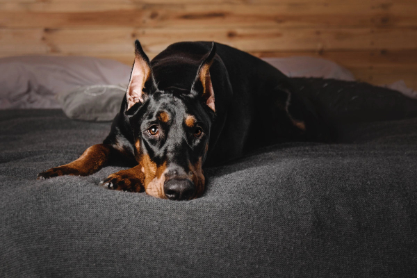 Doberman with neurological issues laying on the bed