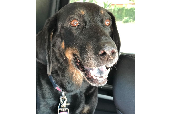 A veterinarian's dog who suffered from a neurological disorder  going on a car ride