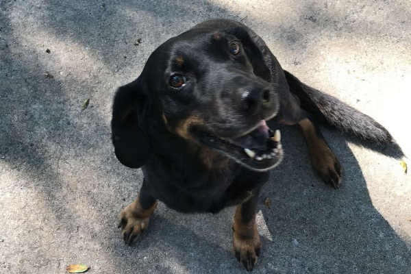 Veterinarian's dog who suffered from neurological issues sitting outside on the pavement