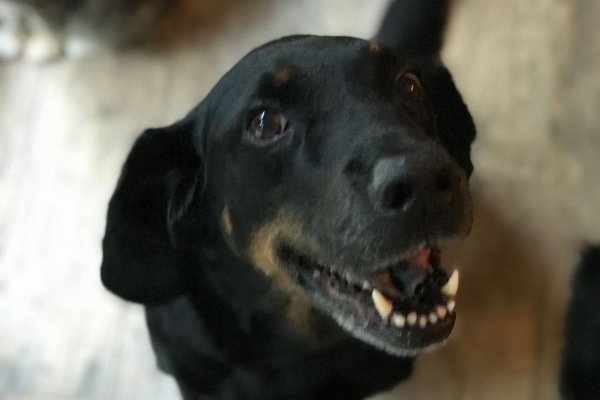 Close-up of Ellie, a dog who suffered from a neurologic event