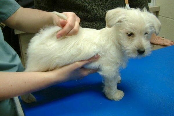 hands stroking puppy's tail. photo. 