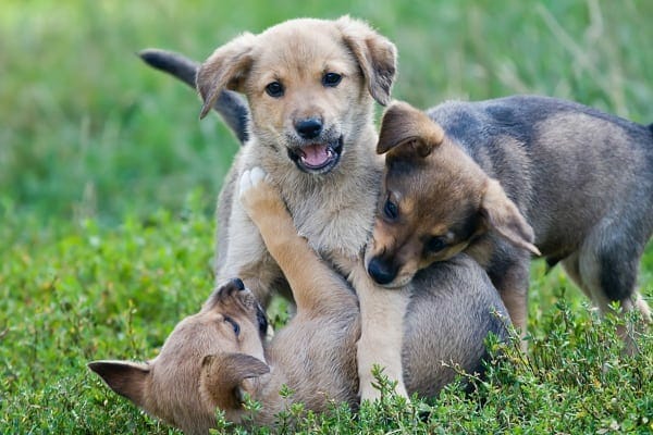 three puppies playing in grass. photo. 