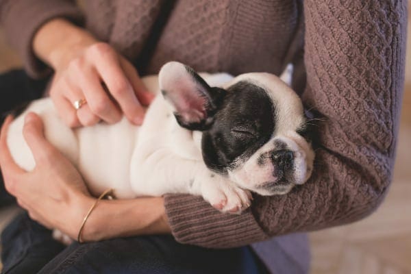 dog mom holding new puppy in her arms. photo. 