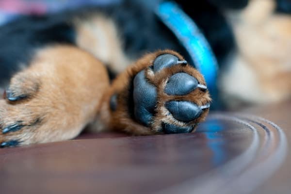 close-up of puppy's paws with trimmed nails as part of a new puppy checklist of things to do. photo.