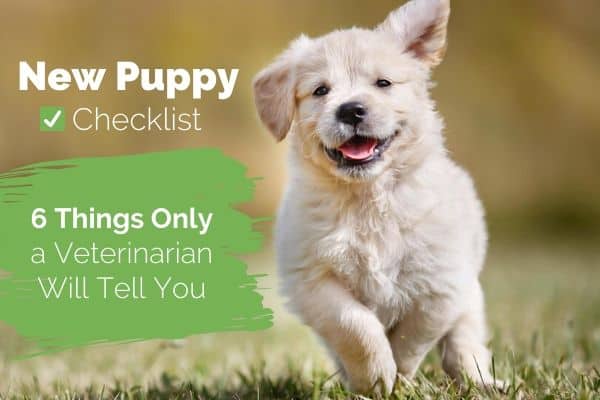 happy golden retriever puppy and title: New Puppy Checklist: 6 Tips Only a Veterinarian Will Tell You, photo. 