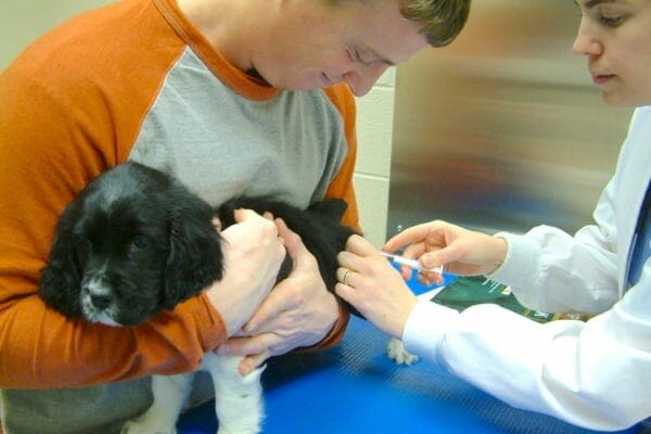 puppy getting a vaccine at the vet's office as part of his new puppy checklist. photo. 