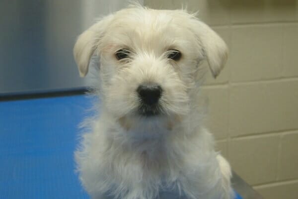 white puppy sitting at the vet. photo. 