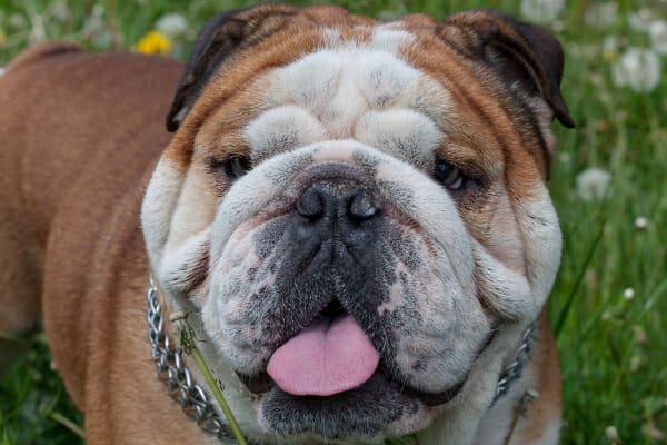 Close up of a Bulldog who has a dry dog nose that's crusted 