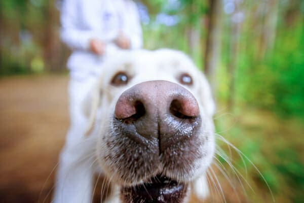 Close-up of a Yellow Labrador Retriever's moist, pink-ish nose 