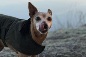 Why Is My Dog's Nose Dry? A Vet's Top 11 Reasons - Dr. Buzby's ToeGrips