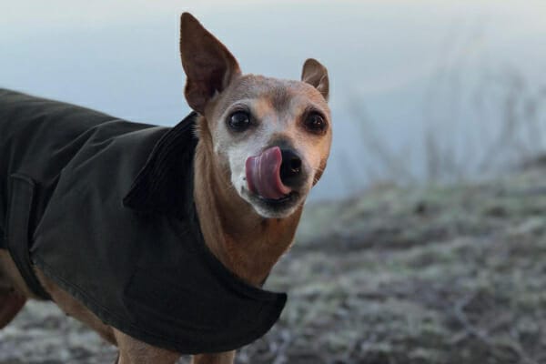 Senior Chihuahua licking his dry dog nose, which is one way dog's keep their noses wet