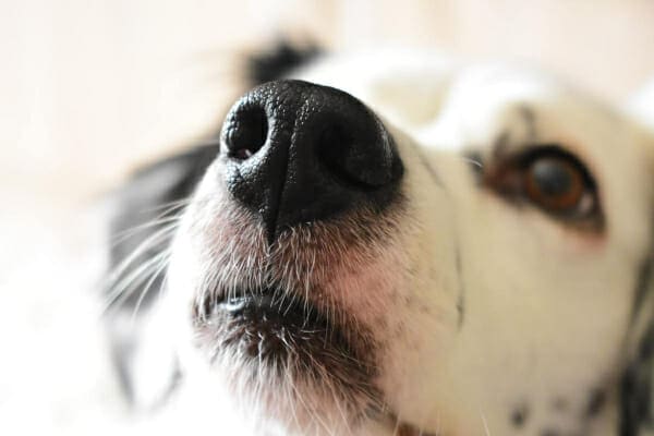 Close up of the dog nose of a Setter Mix. The dog's black nose looks healthy