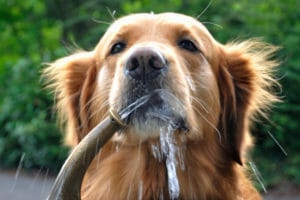 Why Is My Dog's Nose Dry? A Vet's Top 11 Reasons - Dr. Buzby's ToeGrips