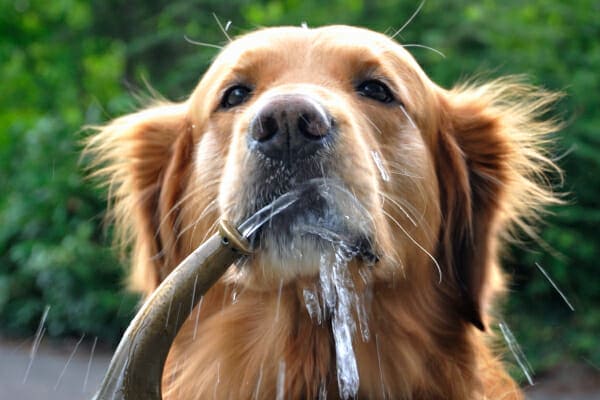 Golden Retriever with a healthy dog nose drinking at a water fountain for hydration
