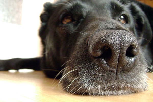 Close up of a Labrador Retriever's nose as he lies on the kitchen floor.