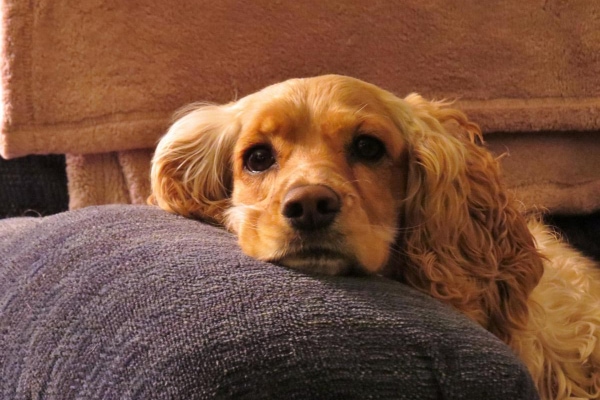 Cocker Spaniel lying on the couch.