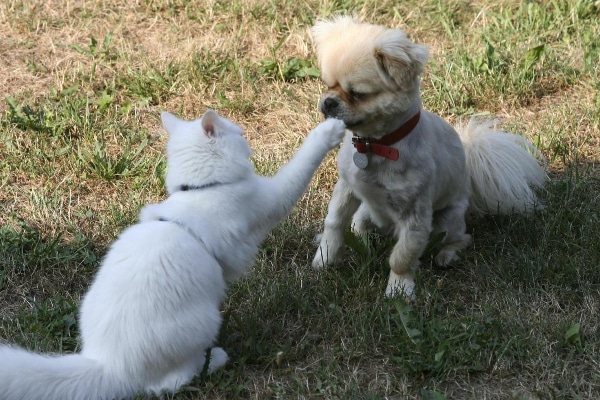 Cat swatting the nose of a Shih Tzu in the yard as one possible cause for a dog's nose to bleed.