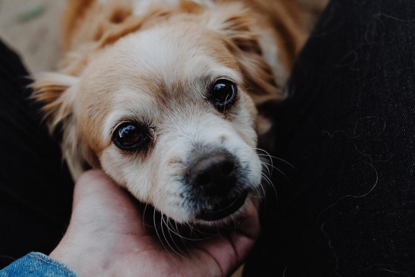 Senior Spaniel mix being scratched under the chin by his owner.