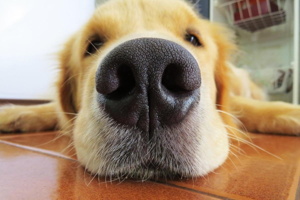 Close up of a Golden Retriever's nose as he lies on the tile floor.
