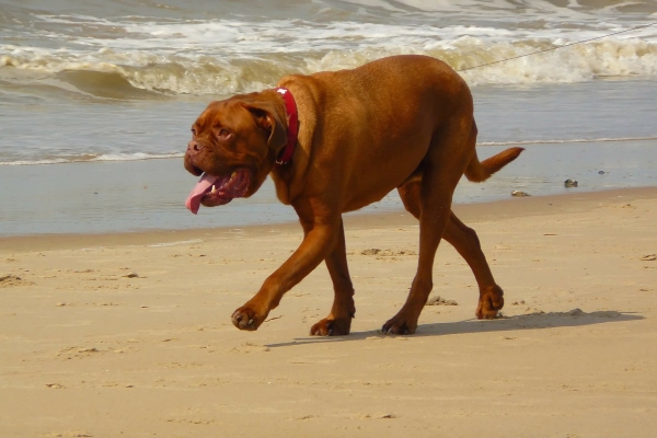 Dogue de Bordeaux dog walking along the beach in the hot sun.