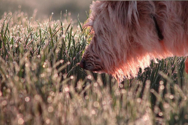 Terrier mix sniffing the tall grass as an example of a foreign body that can cause a dog nose bleed. 