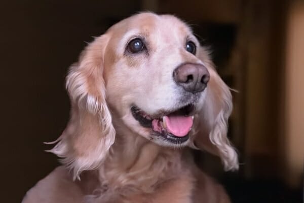 Старший золотистый ретривер с голубым оттенком глаз, что часто бывает при ядерном склерозе у собак, фото
