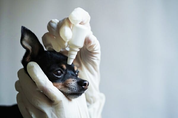 Chihuahua getting eye drops, photo