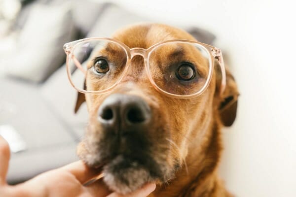 Dog wearing glasses, photo