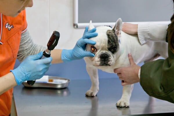 Ветеринар осматривает французскую собаку на наличие признаков ядерного склероза, фото