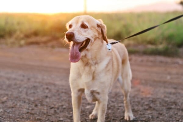 Yellow lab on a leash walking down a dirt road, photo
