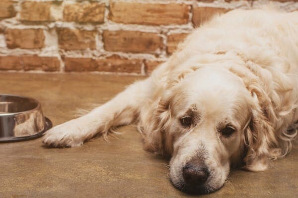 photo old dog lying down and looking away from dog bowl 