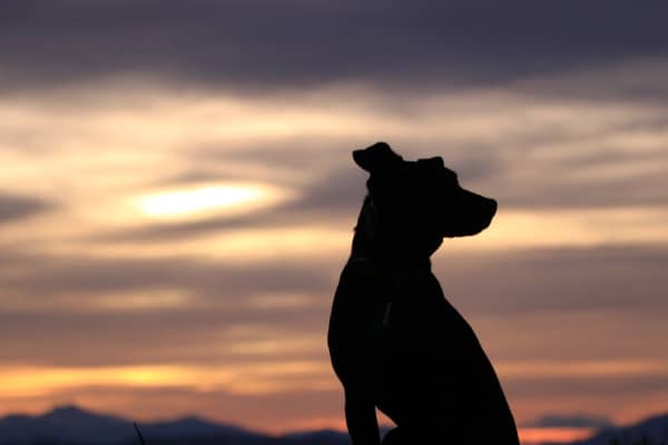 photo silhouette of canine and sunset