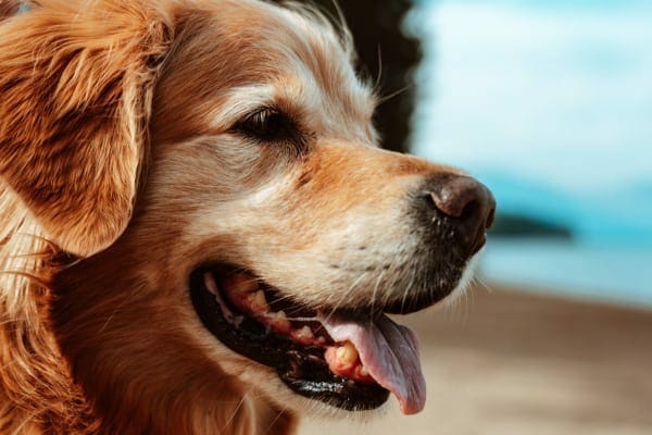 photo of old dog's muzzle and teeth 