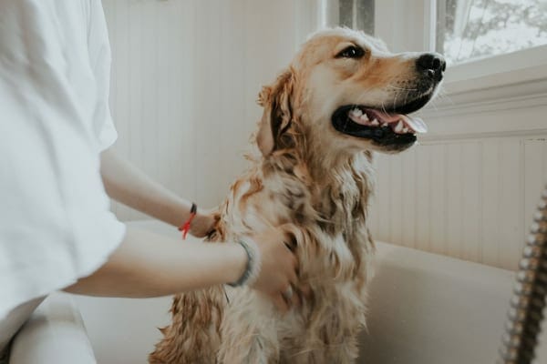 A golden retreiver getting a bath as part of their senior dog care regimen