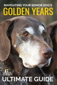 photo grey faced dog and title navigating your senior dog's golden years dr. buzby's ultimate guide