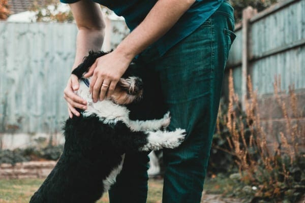 Senior dog greeting owner