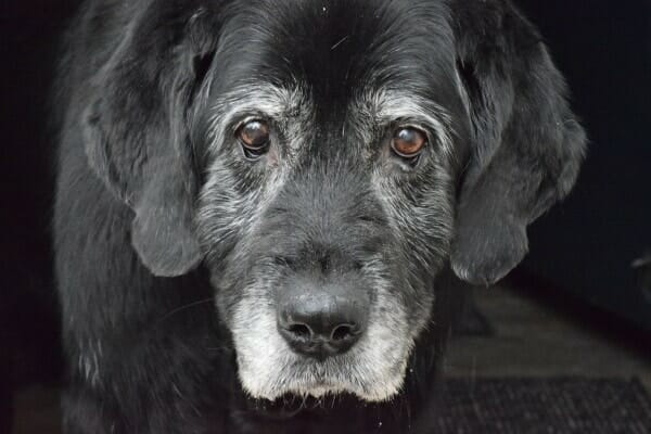 Old black dog with grey around eyes and muzzle