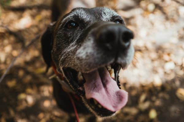 photo old dog with grey face smiling
