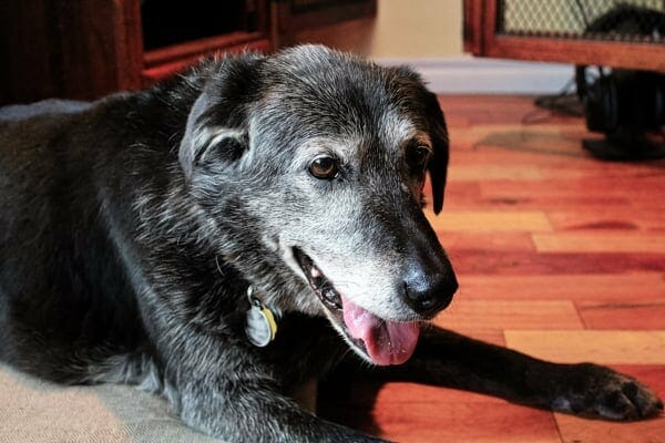 grey faced senior dog panting